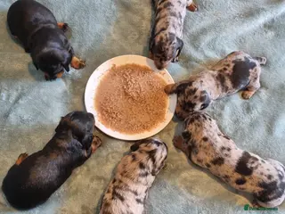 Miniature Dachshund dogs Miniature dachshunds - Advert 5