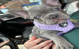 French Bulldog dogs for sale: French bulldog pups 🐶  - Image 2