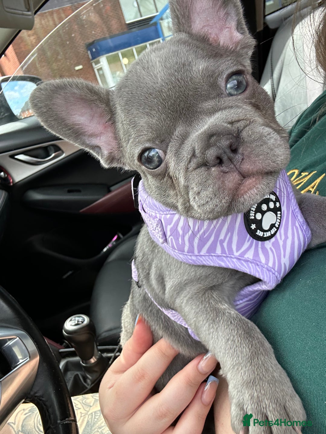 French Bulldog dogs for sale: French bulldog pups 🐶  - Image 2
