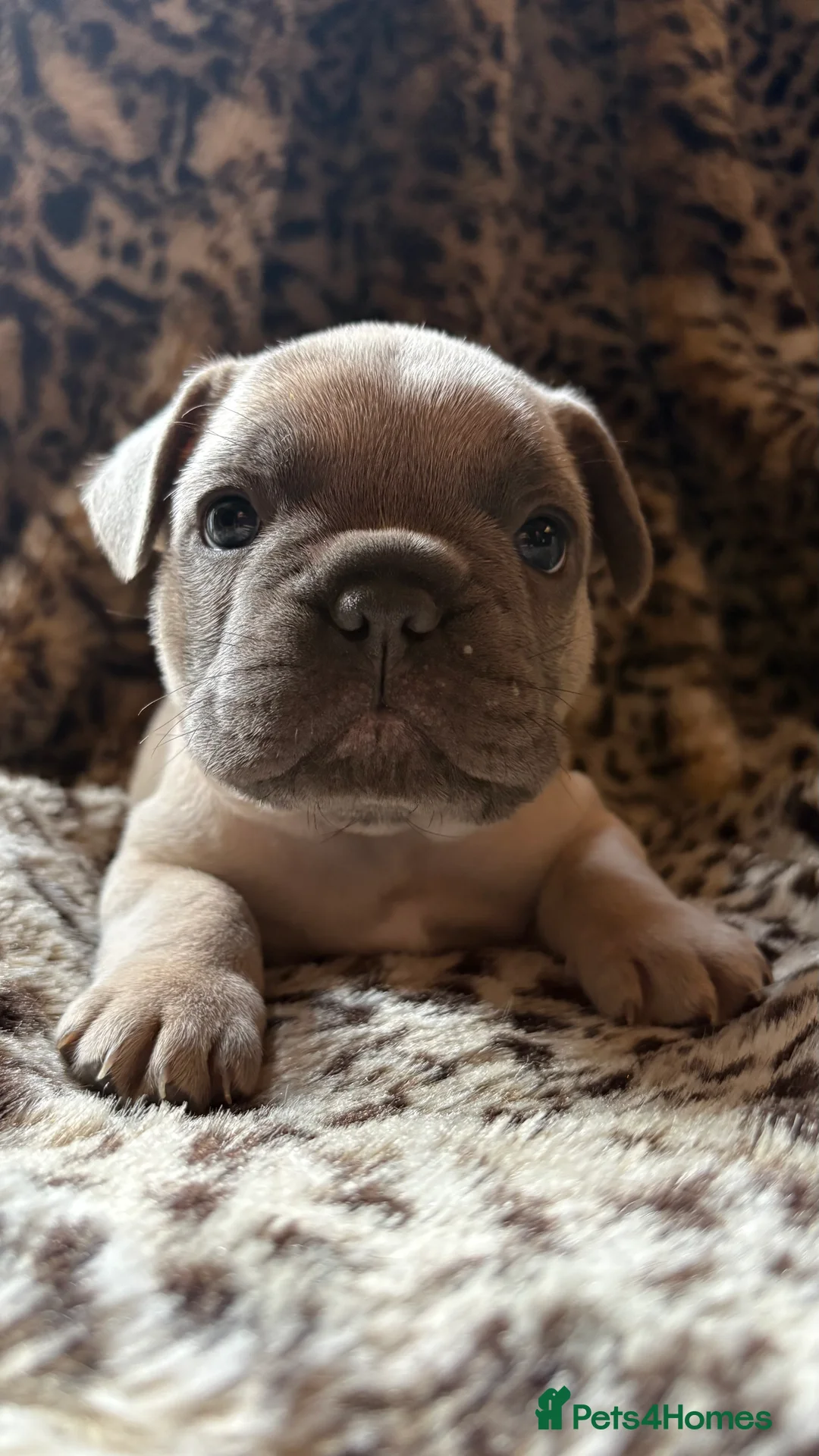 French Bulldog dogs for sale: French bull dog puppies - Advert 12