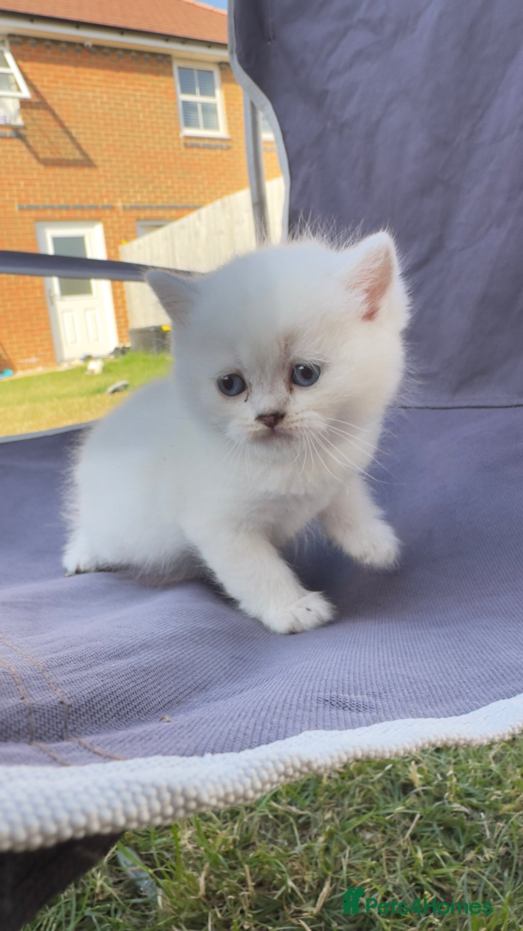 British Longhair cats for sale: 6 Adorable British ShortHair X LongHair kittens .  - Image 19