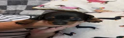 Dachshund dogs for sale: Beautiful mini Dachshunds  - Advert 12