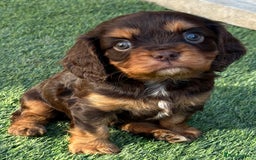 Cavalier King Charles Spaniel dogs for stud: Fully health tested Chocolate&Tan Cavalier  Stud in Havant - Image 4