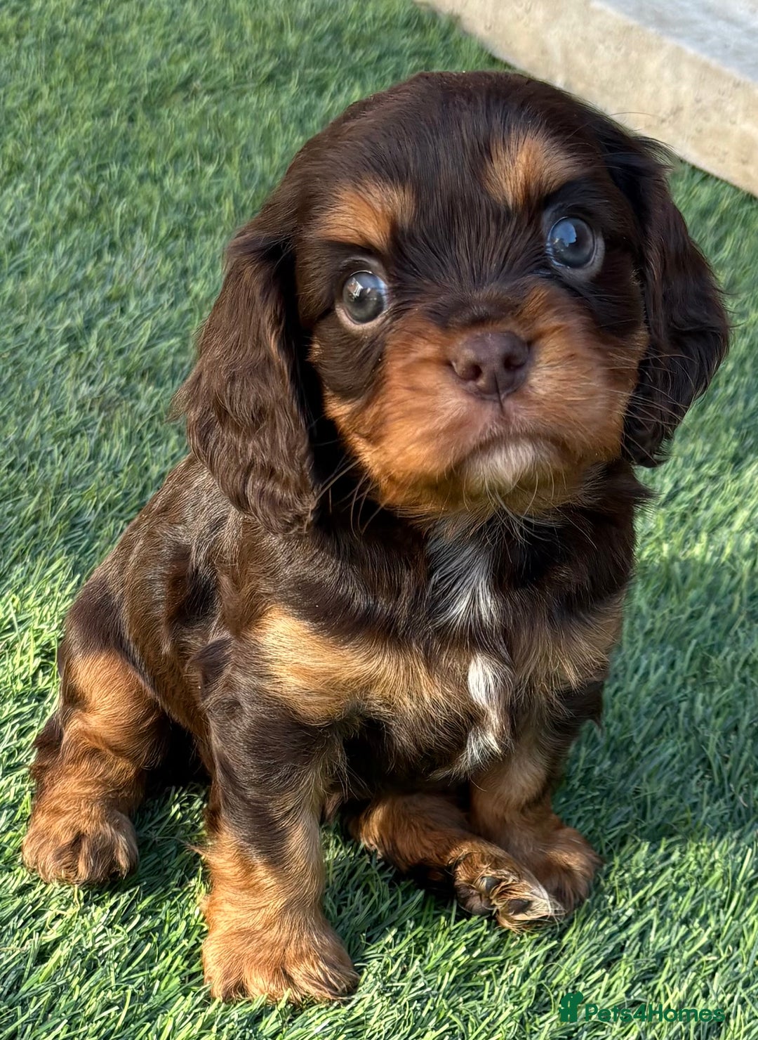 Cavalier King Charles Spaniel dogs for stud: Fully health tested Chocolate&Tan Cavalier  Stud in Havant - Image 4