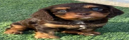 Cavalier King Charles Spaniel dogs for stud: Fully health tested Chocolate&Tan Cavalier  Stud in Havant - Advert 4