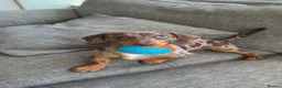 Miniature Dachshund dogs for sale: 2 MINIATURE DACHSHUND FOR REHOMING - Advert 12