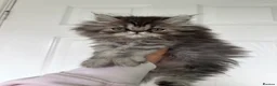 Persian cats for sale: Beautiful Persian girl in Scunthorpe - Advert 2