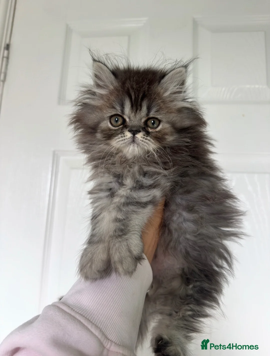 Persian cats for sale: Beautiful Persian girl in Scunthorpe - Advert 2