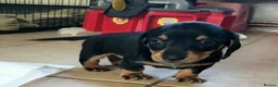 Miniature Dachshund dogs for sale: 4 x Beautiful miniature dachshunds  in Faringdon - Advert 8