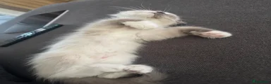 Ragdoll Kitten 1