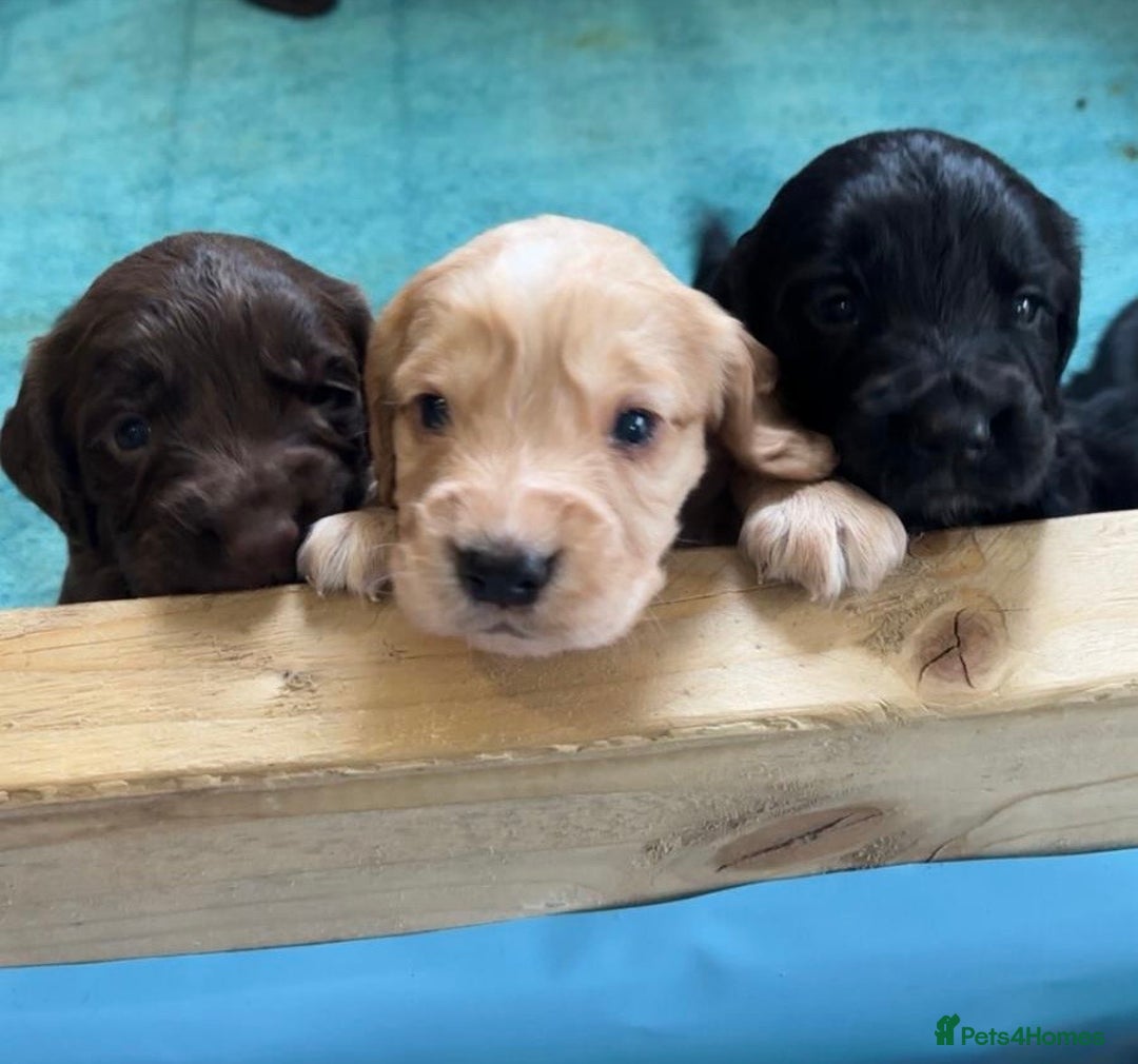 Cocker Spaniel dogs for sale: 5 Adorable working cocker spaniel pups 🐶  - Image 8