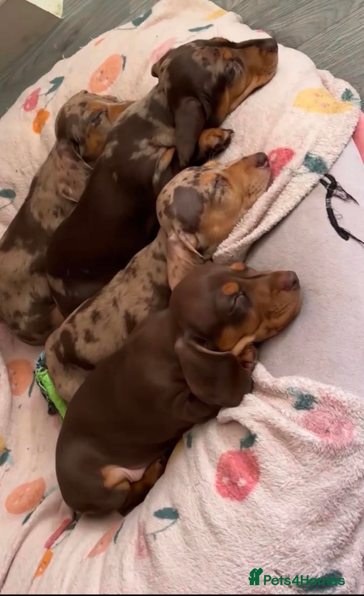 Miniature Dachshund dogs KC Reg Mini Dachshund Puppies Ready Now (Walsall) - Advert 1