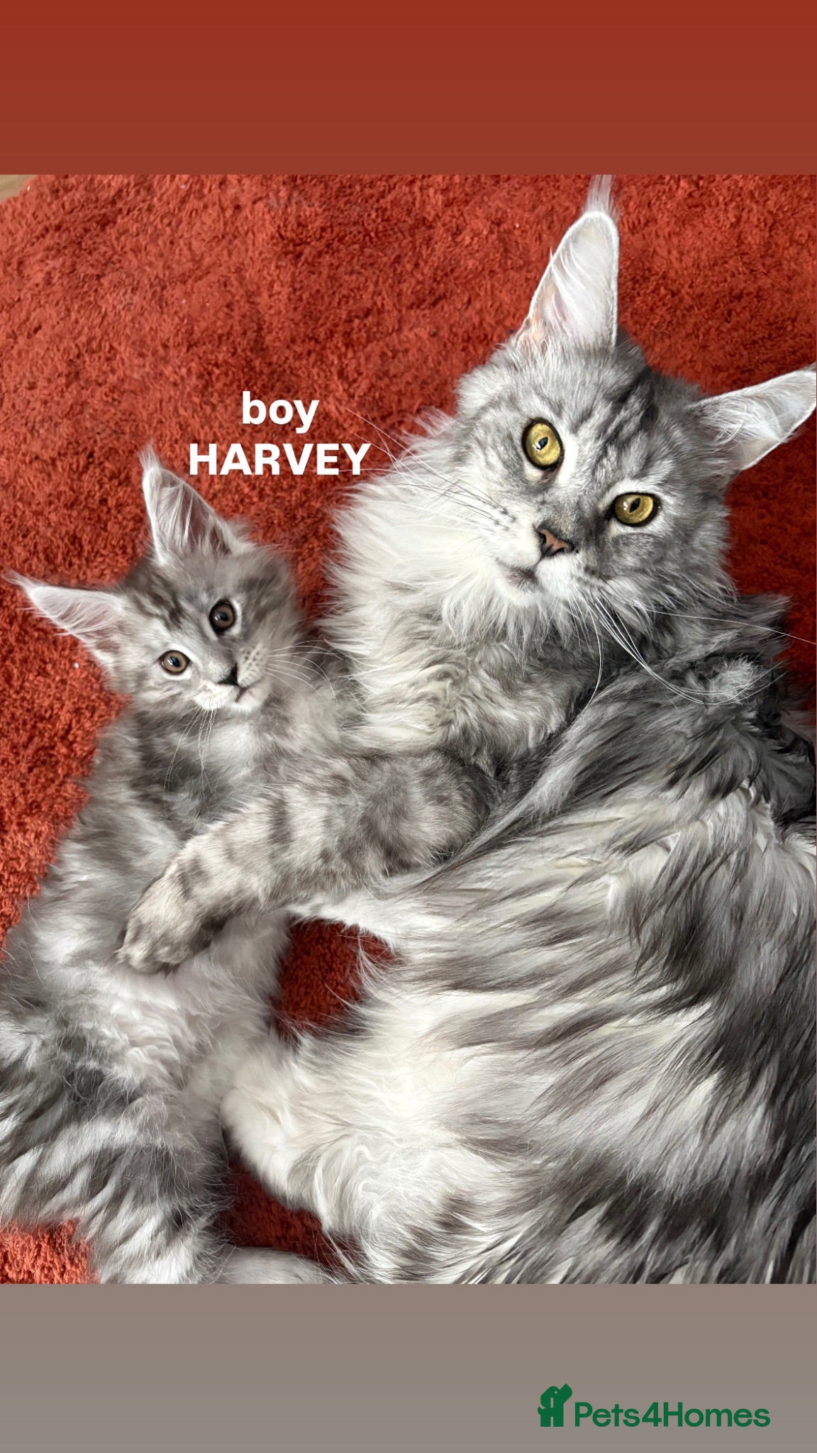 Maine Coon cats Gorgeous TICA Registered Maine Coon Kittens - Advert 17