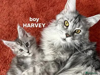Maine Coon cats Gorgeous TICA Registered Maine Coon Kittens - Advert 17