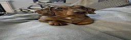 Miniature Dachshund dogs for sale: Miniature Dachshund seeking his forever home  - Advert 22