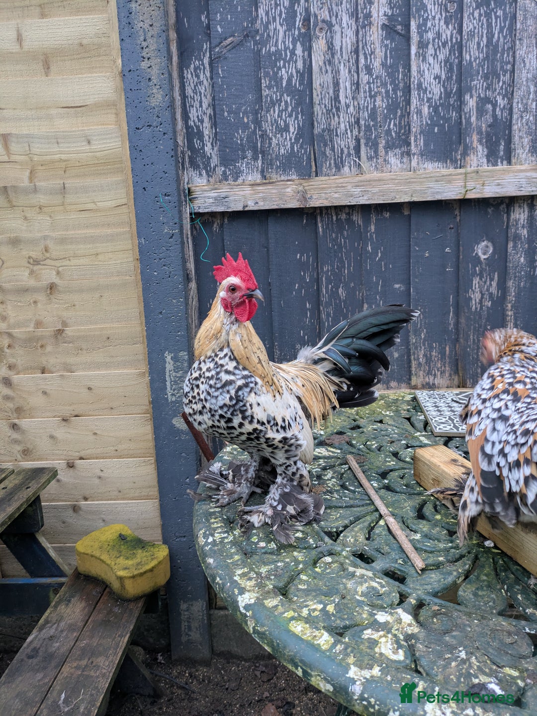 Chickens poultry for sale: Sablepoot cockerel  - Advert 3