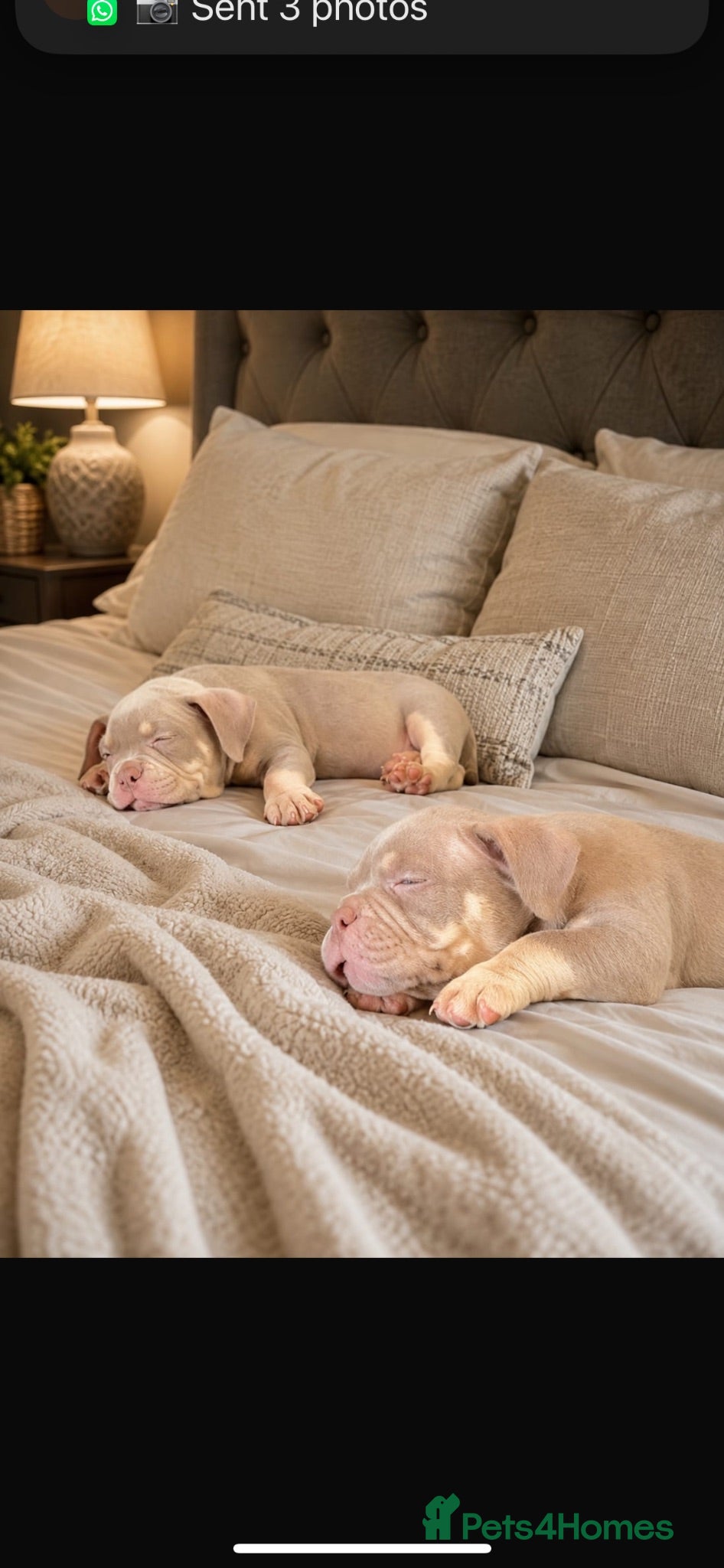 American Bully dogs Micro  Exotic  bullies - Advert 1