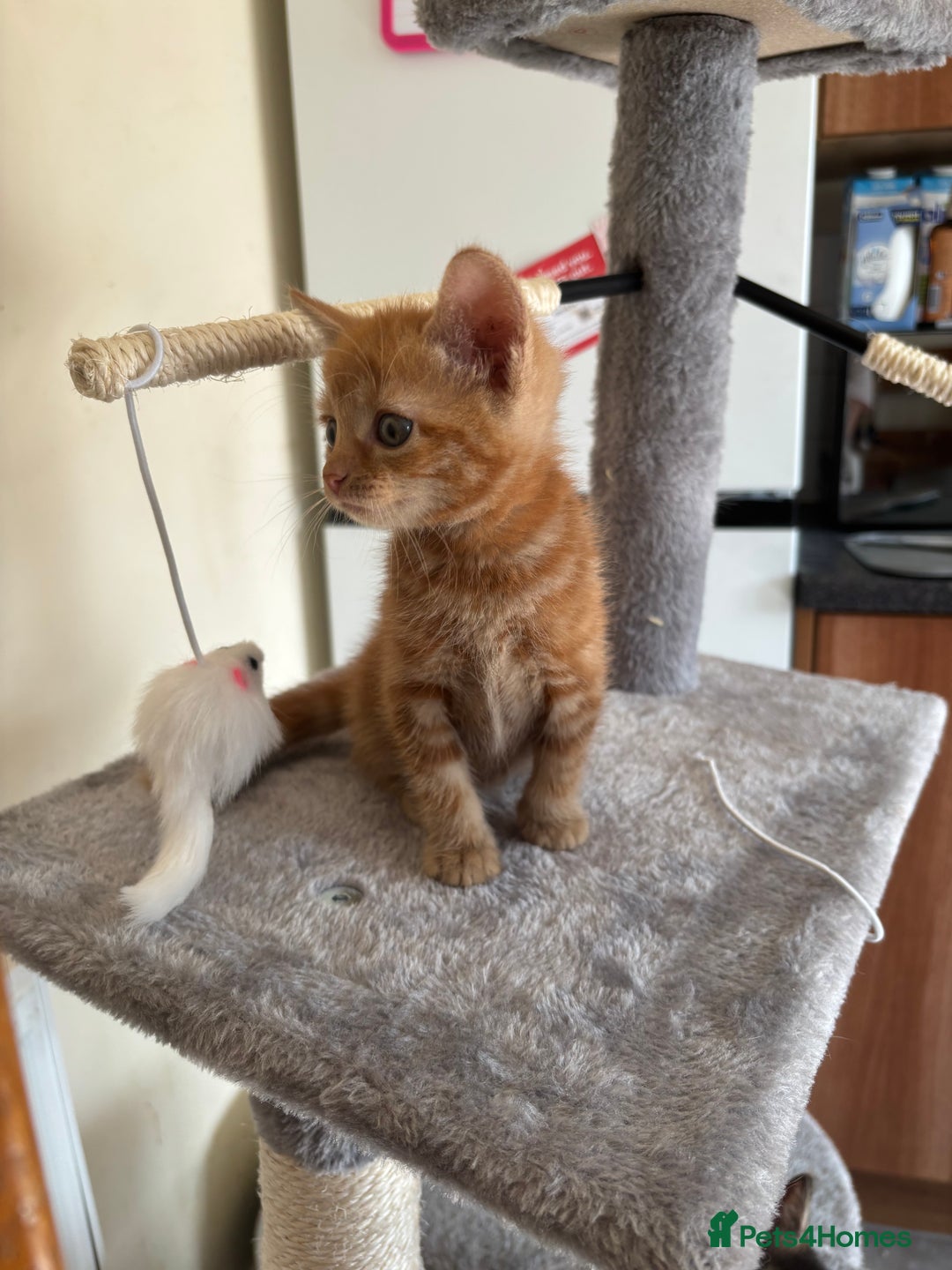 Mixed Breed cats for sale: Kittens ready for forever homes - Image 2