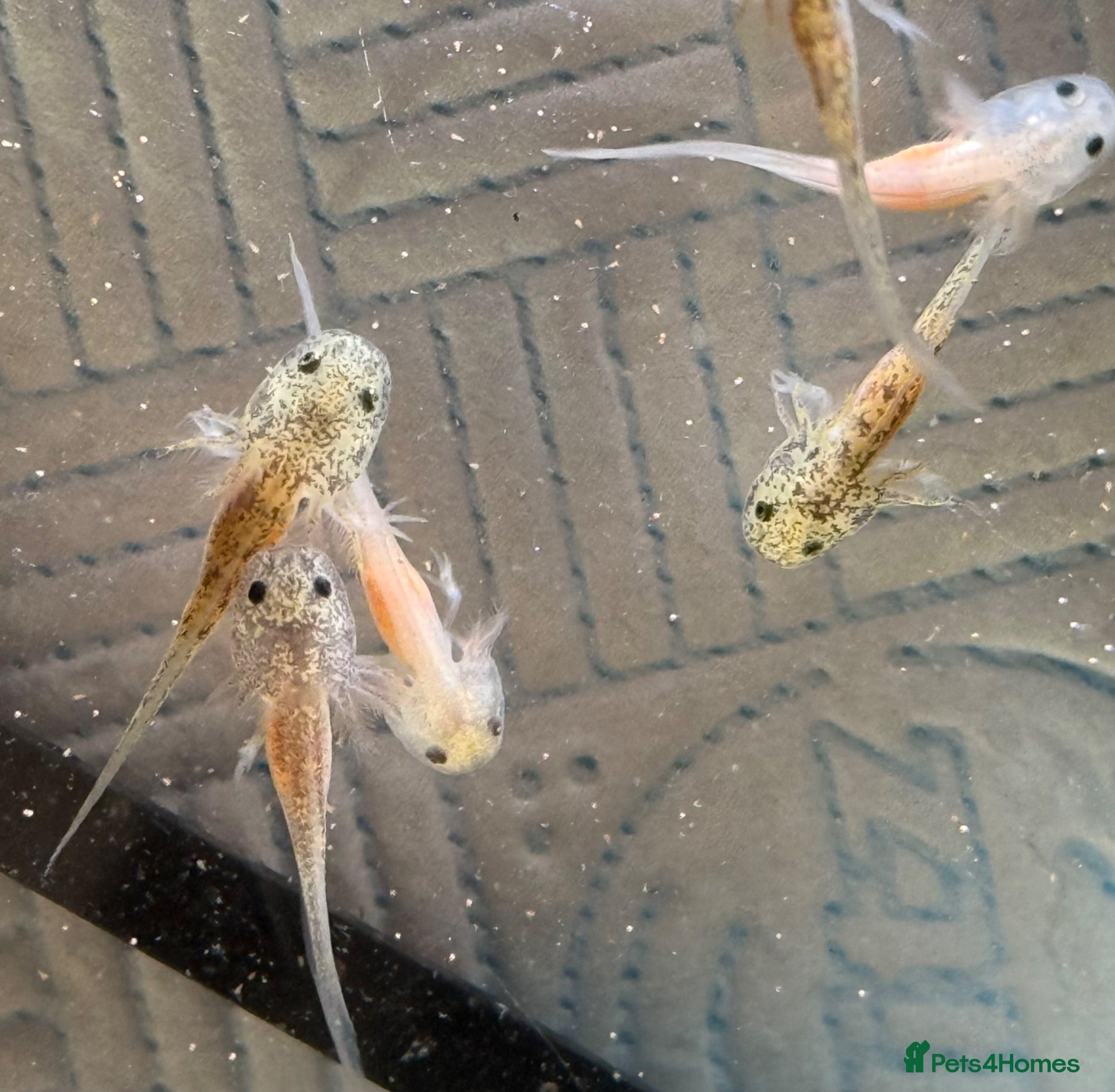 Axolotl reptiles Axolotl babies  - Advert 4