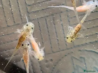 Axolotl reptiles Axolotl babies - Advert 4