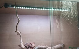 Python Snake reptiles for sale: Banana pinstripe royal python and a  corn snake   in Walsall - Image 6