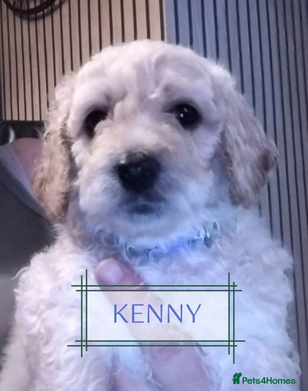 Mixed Breed dogs for sale: Gorgeous Maltipoo x Cockapoo Puppies - Advert 9