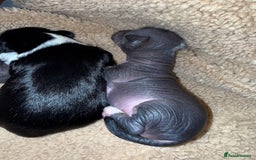 Mixed Breed dogs for sale: Beautiful hairless little boy chihuahua  - Advert 5