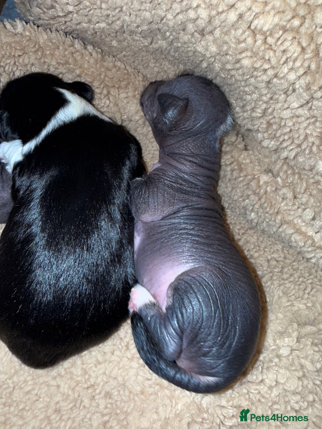 Mixed Breed dogs for sale: Beautiful hairless little boy chihuahua  - Advert 5