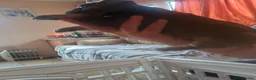 French Bulldog dogs for sale: 3 beautiful pups left - Advert 7