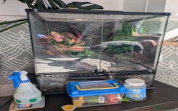 Gecko reptiles for sale: Tailless Crested Gecko with terrarium and extras - Image 5