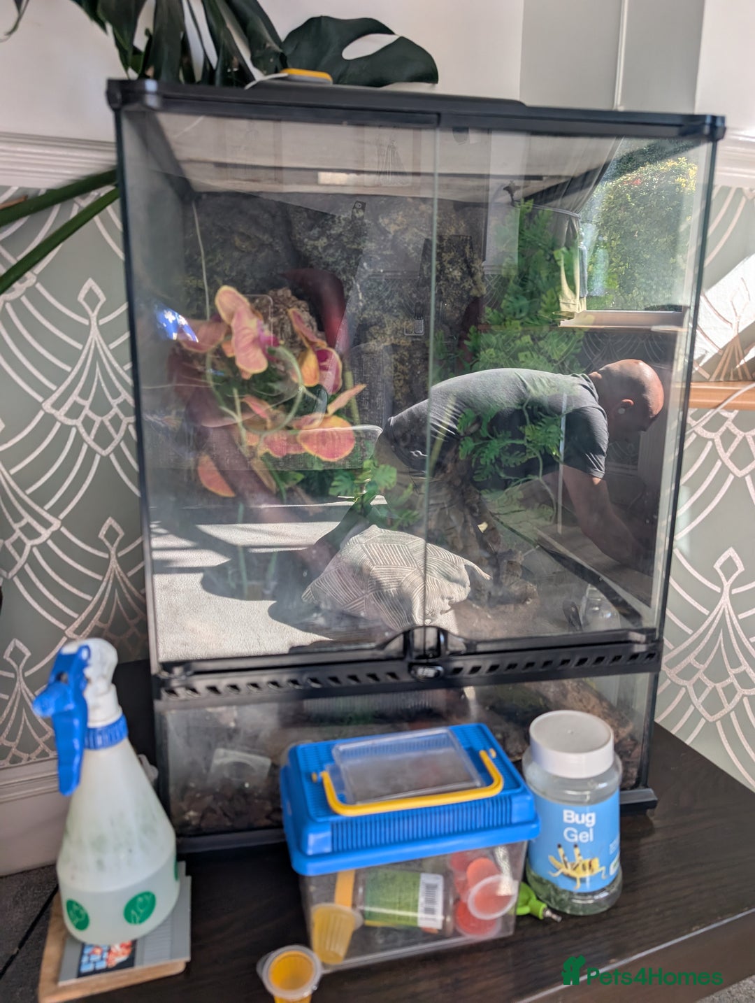 Gecko reptiles for sale: Tailless Crested Gecko with terrarium and extras - Image 5