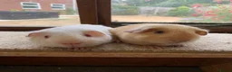 Guinea Pig rodents for sale: Sweet Baby Short Coated Satin Guinea Pig Boars - Advert 5