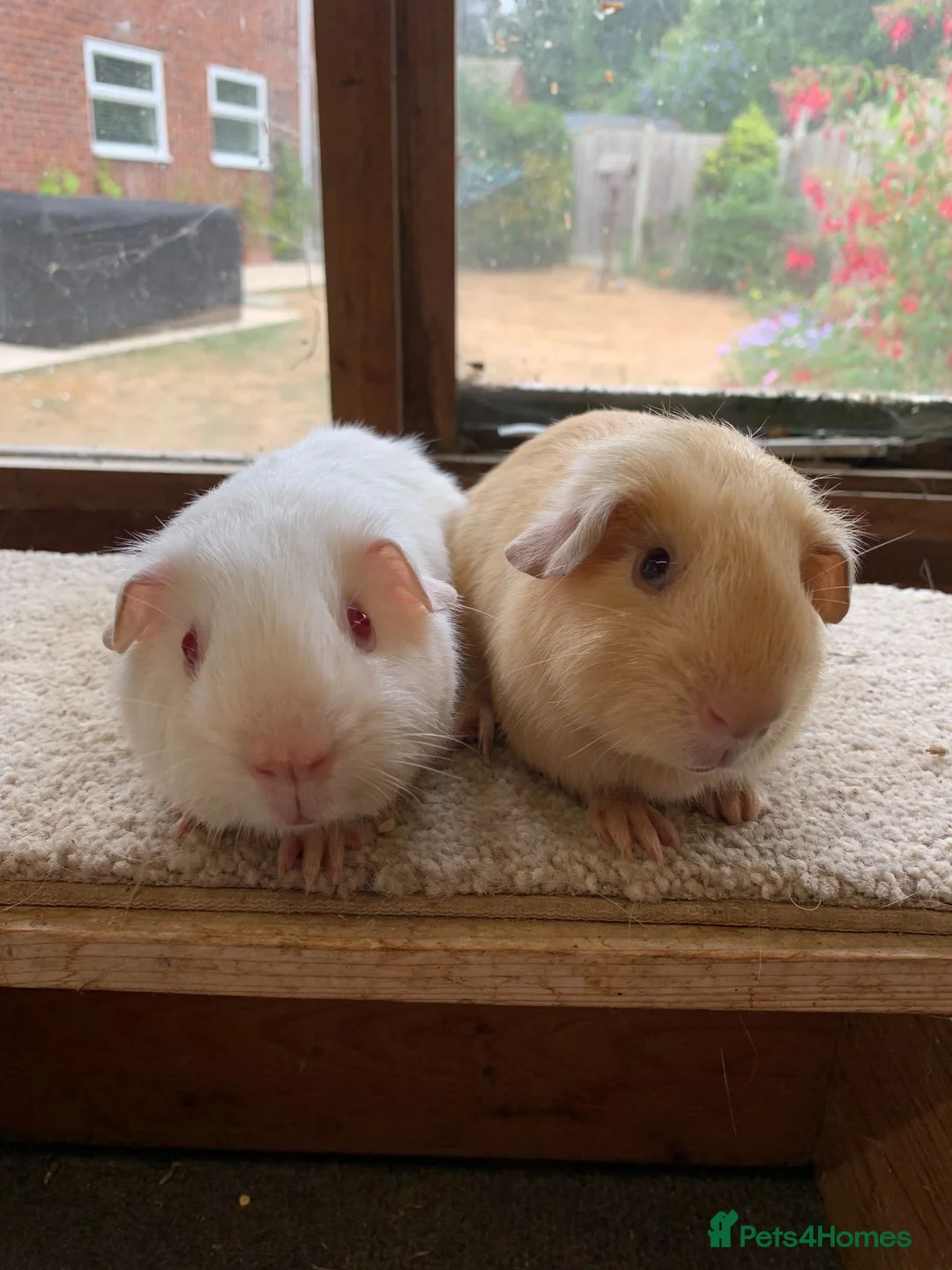 Guinea Pig rodents for sale: Sweet Baby Short Coated Satin Guinea Pig Boars - Advert 5