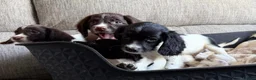 English Springer Spaniel dogs for sale: Our lovely Springer Spaniel puppies 🐾 in York - Advert 3