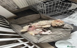 Mixed Breed dogs for sale: Litter of 5 beautiful puppies - Image 9