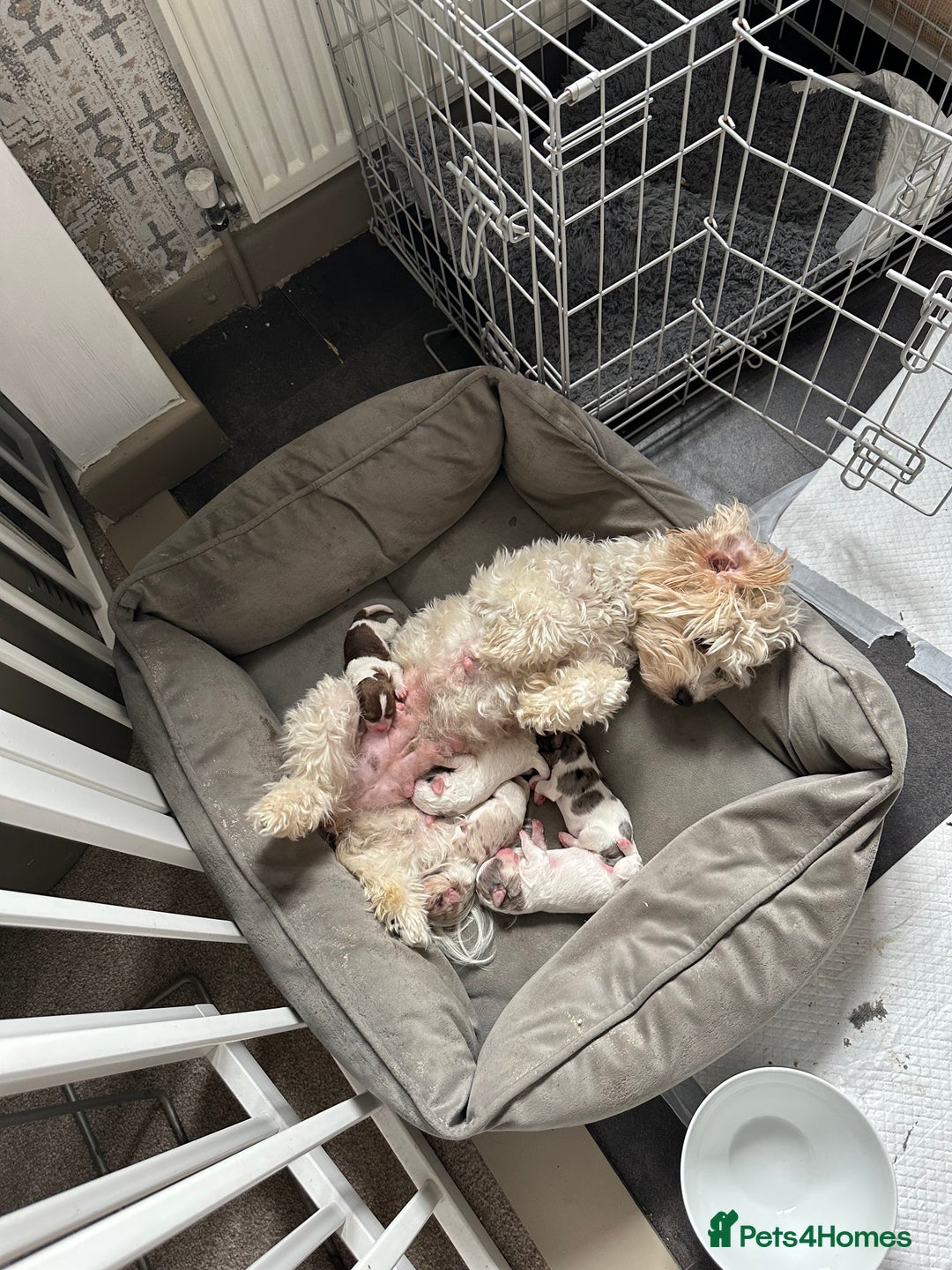 Mixed Breed dogs for sale: Litter of 5 beautiful puppies - Image 9