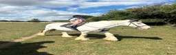 Irish Cob horses for sale: Ride & drive heavy cob  - Advert 6