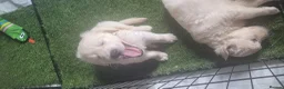Golden Retriever dogs for sale: Golden Retriever Puppies in Bangor - Advert 6