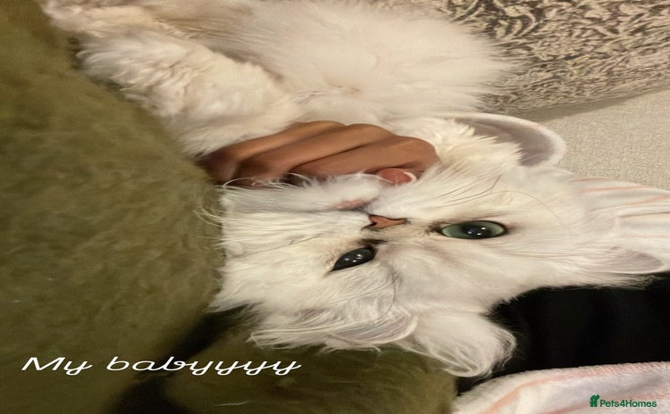 Persian cats - Advert 2