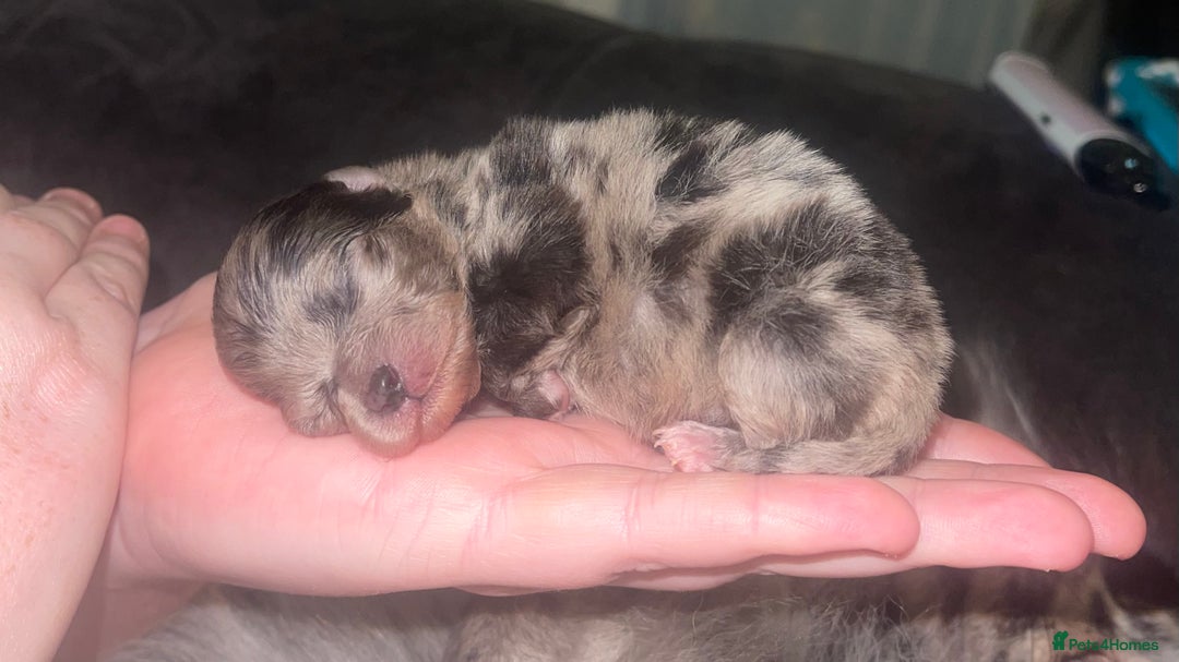 Pomeranian dogs for sale: 100% Pomeranian, DNA & HEALTH TESTED🧬 - Image 2