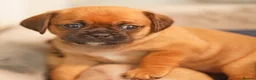 Mixed Breed dogs for sale: Pugalier F1 one girl left ready 23rd July - Advert 6