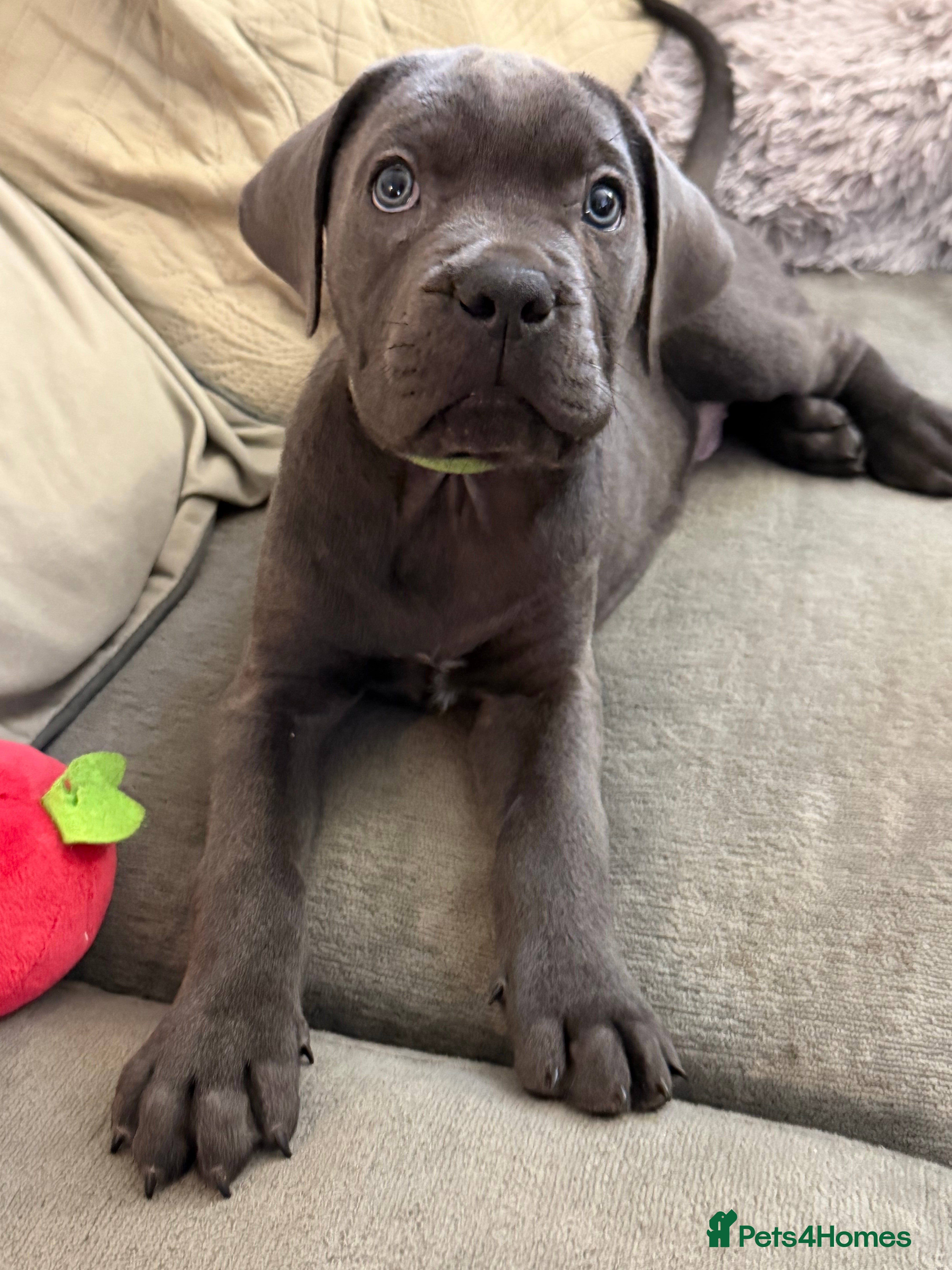 Cane Corso dogs LAST PUP Beautiful chunky Cane Corso - Advert 3
