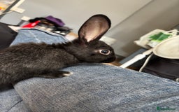 Mini Lop rabbits for sale: Two Mini Lop Bunnies  - Advert 6