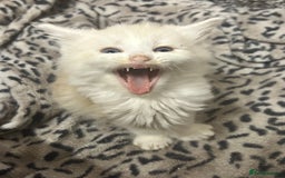 Mixed Breed cats for sale: Ready now - Beautiful fluffy boy  - Image 3