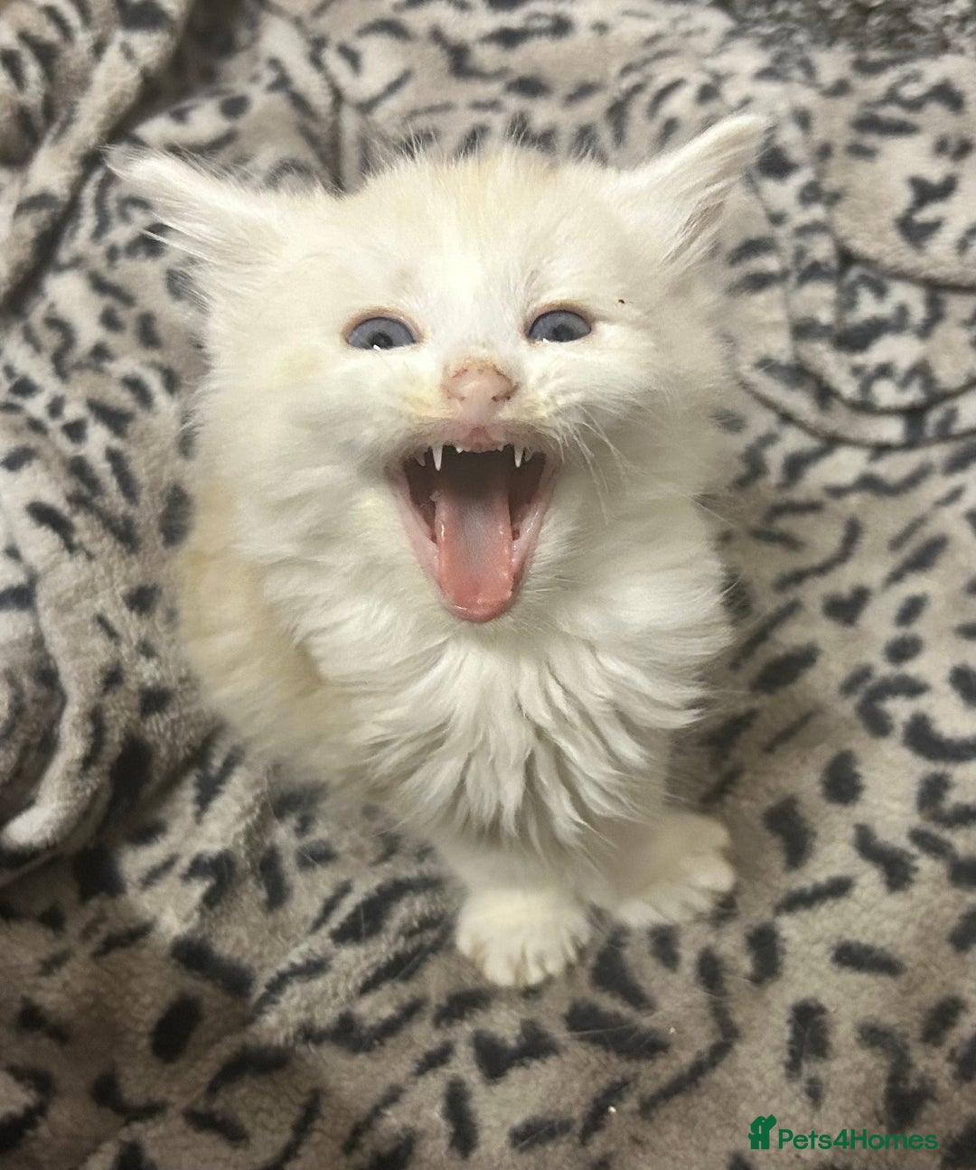 Mixed Breed cats for sale: Ready now - Beautiful fluffy boy  - Image 3