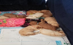 Labradoodle dogs for sale: Labradoodle puppies - Image 10