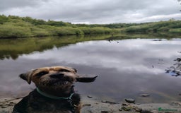 Border Terrier dogs for stud: Blue and Tan Border Terrier Stud - Image 3