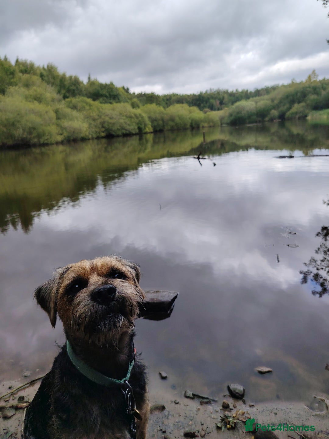 Border Terrier dogs for stud: Blue and Tan Border Terrier Stud - Image 3