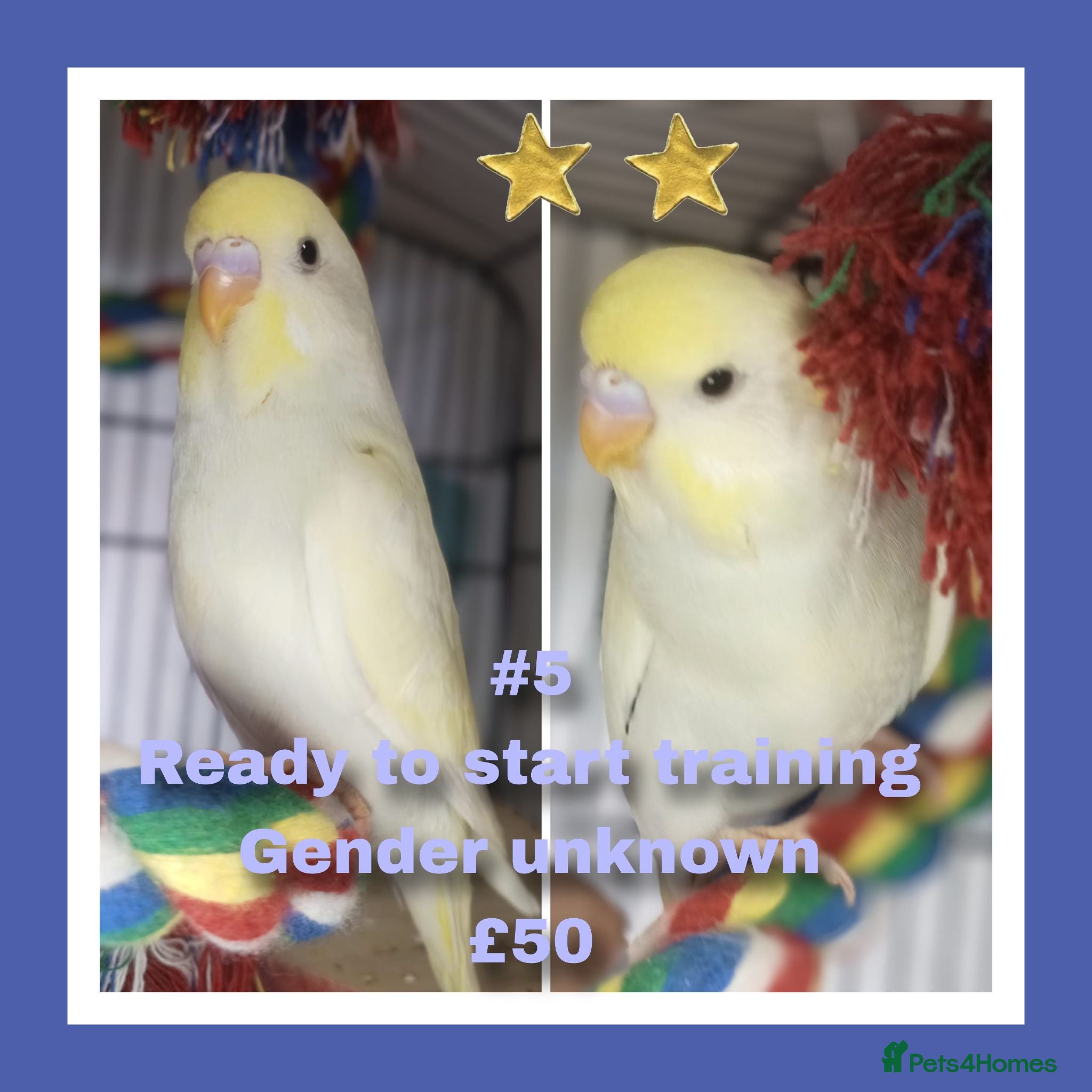 Budgerigars birds Pet baby budgies priced between £50-£70 - Advert 2