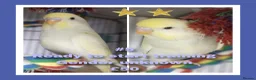 Budgerigars birds for sale: Pet baby budgies priced from £50 - Advert 2